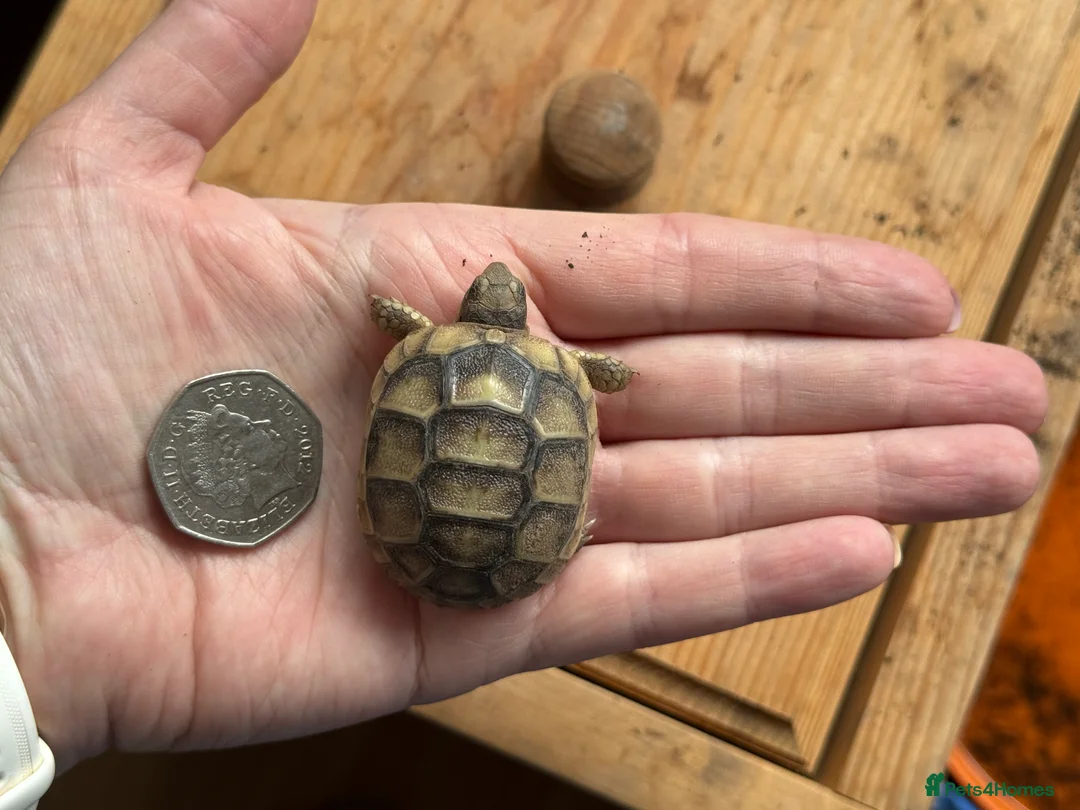 Tortoise reptiles for sale: 2025 Marginated tortoise hatchlings for sale  - Advert 1
