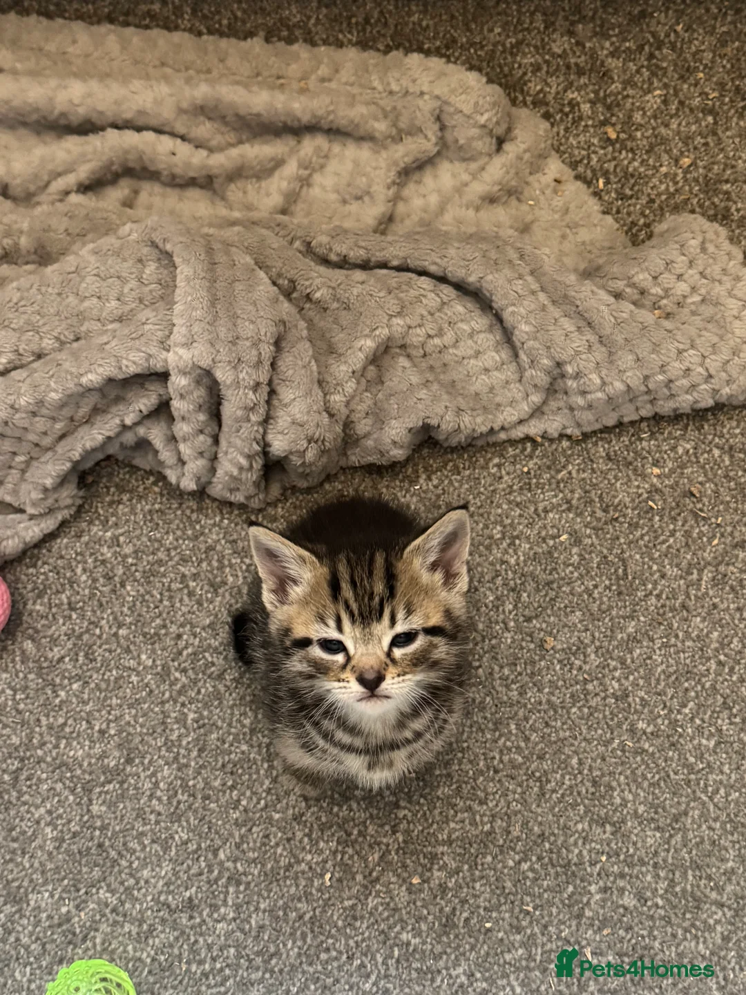 Mixed Breed cats for sale: Gorgeous little girl Tabby/Ginger - Advert 2