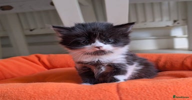 Mixed Breed cats - Advert 12