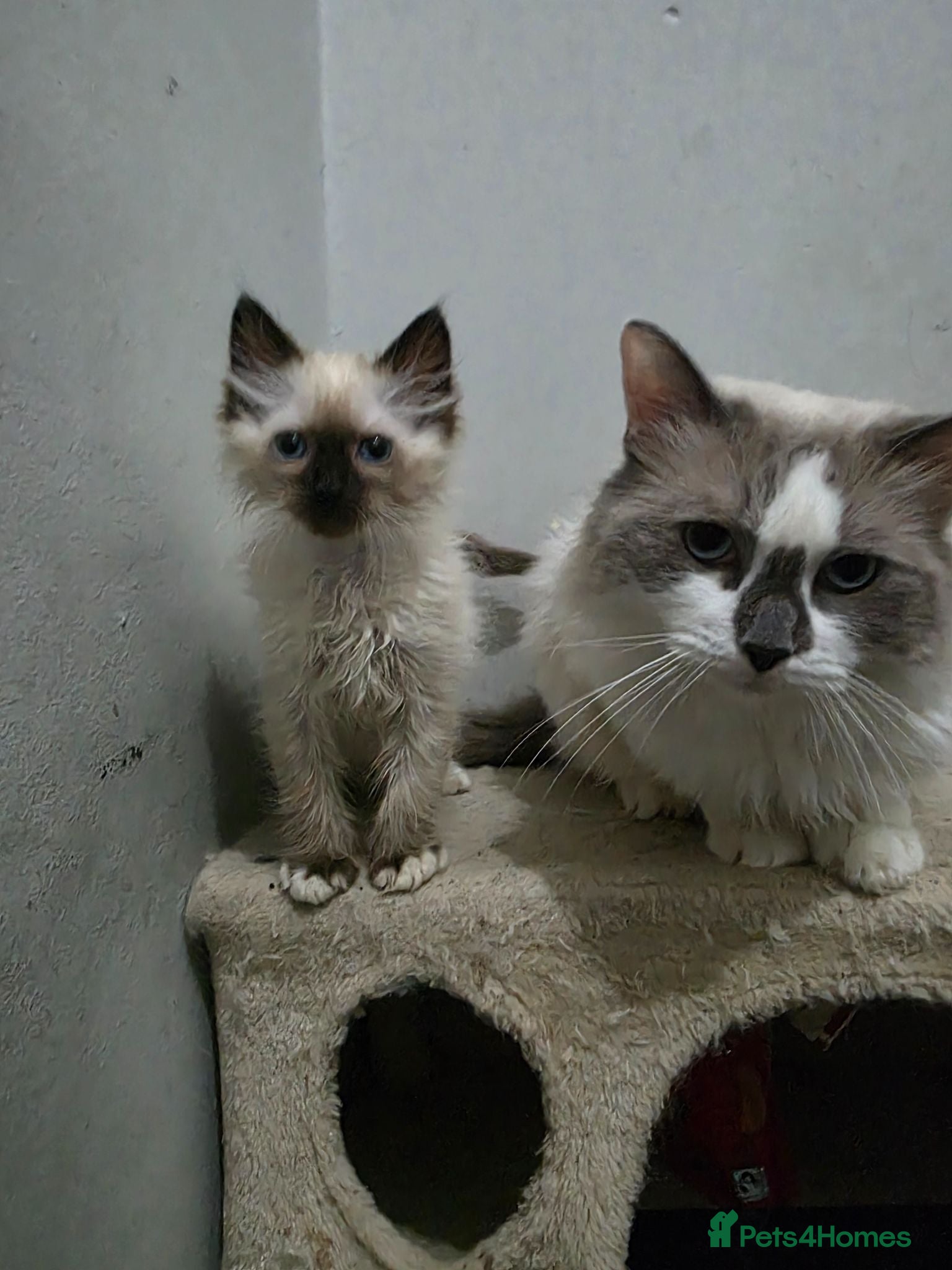 Ragdoll cats I have two full ragdoll kittens forsale  - Advert 13