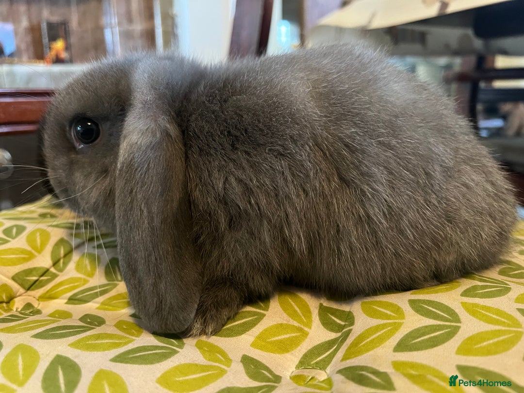 Mini Lop rabbits for sale: Two Mini Lop with Plush Baby Boys - Image 8