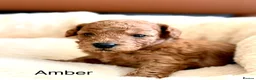 Toy Poodle dogs for sale: KC registered 5GEN Toy Poodle Health tested - Advert 11