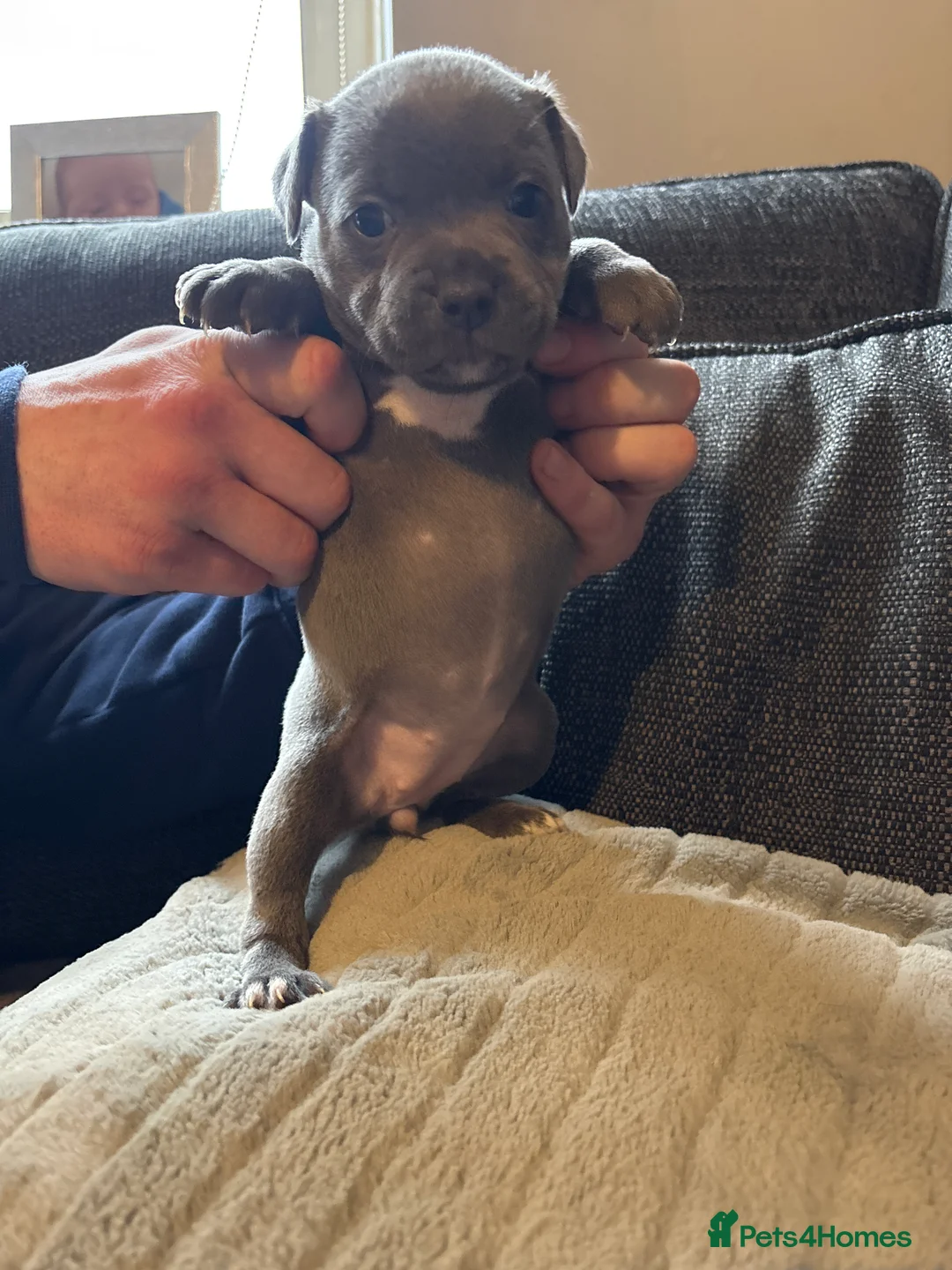 Staffordshire Bull Terrier dogs for sale: Beautiful litter of Staffordshire bull terrier  - Advert 7