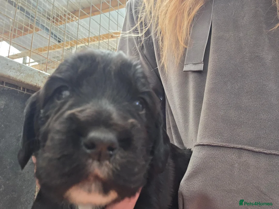 Sprocker dogs for sale: Beautiful Sprockers  - Advert 5