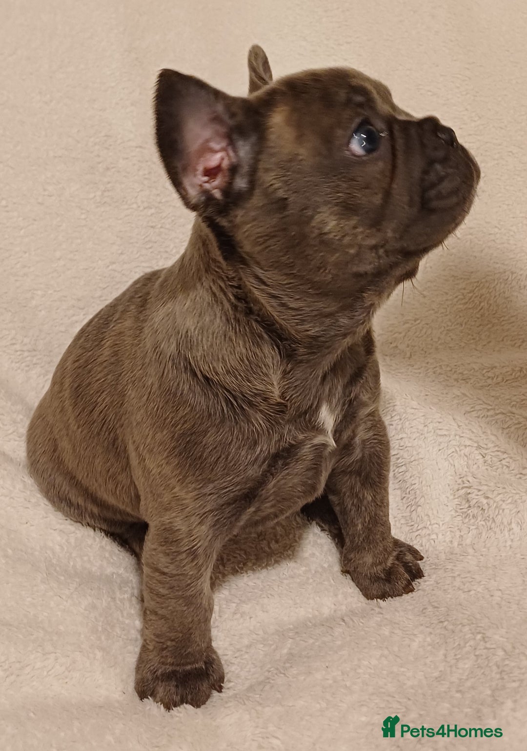 French Bulldog dogs for sale: Beautiful litter of amazing babies  - Advert 8