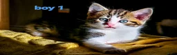 Mixed Breed cats for sale: 8 Adorable Kittens Looking for Their New Homes - Advert 25
