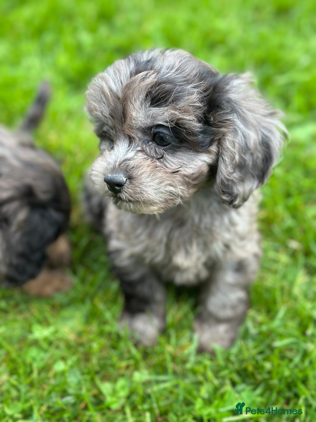 Cavapoo dogs for sale: Top Class Cavapoo pups double vaccinated! - Image 11
