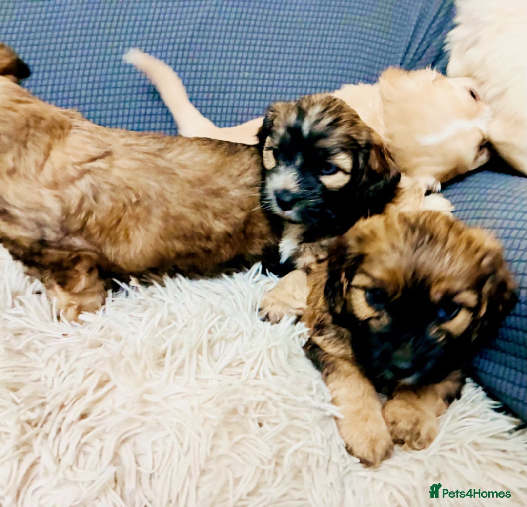Mixed Breed dogs for sale: 6 Stunning Cock-a-chon puppies  - Advert 32