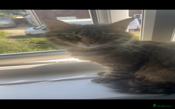 Mixed Breed cats for sale: Mabel  - Image 2