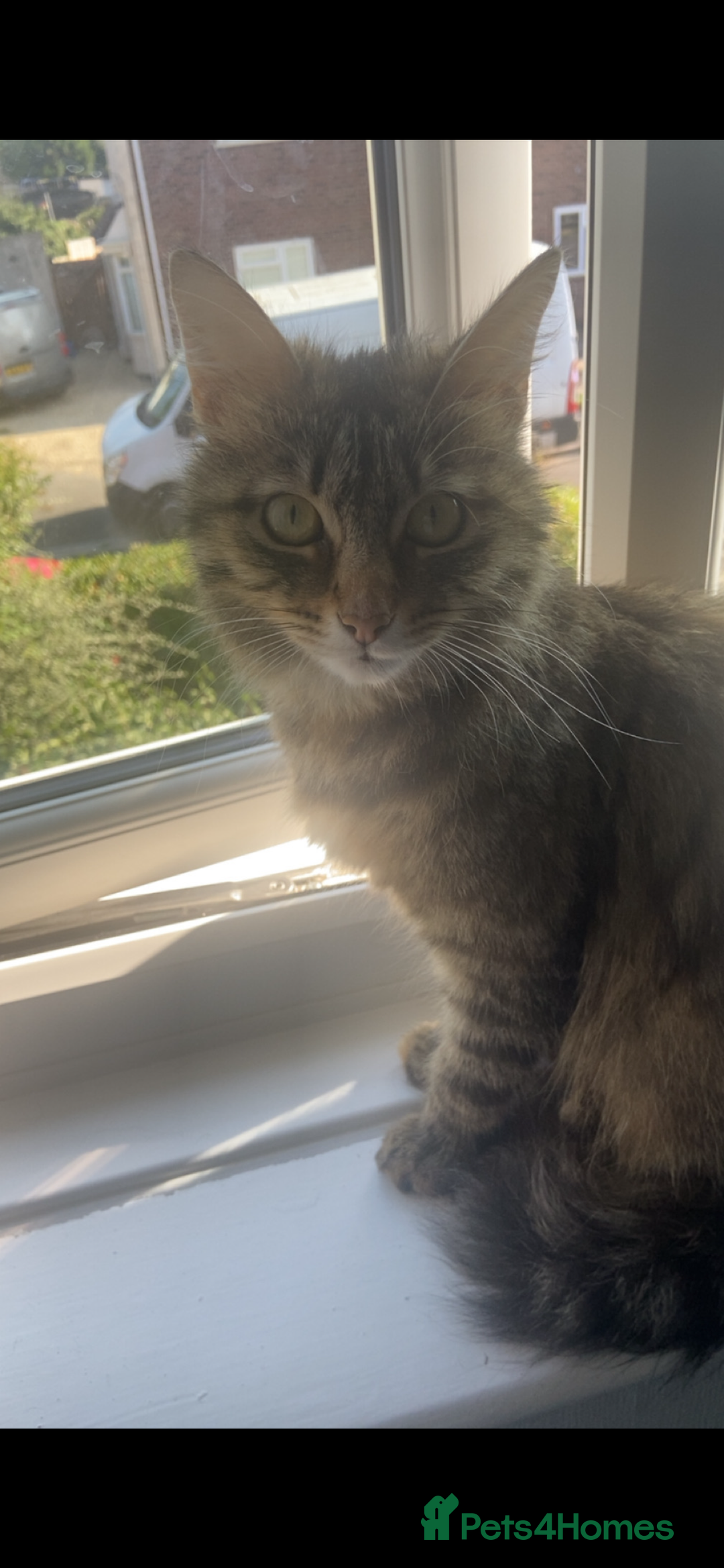 Mixed Breed cats for sale: Mabel  - Image 2