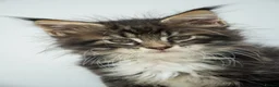 Maine Coon cats for sale: Stunning Maine Coon Kittens – Ready Now - Advert 8