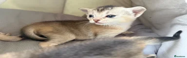 Abyssinian Kitten 1
