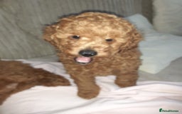 Toy Poodle dogs for sale: KC Registered gorgeous Red Toy Poodle Puppies - Image 11