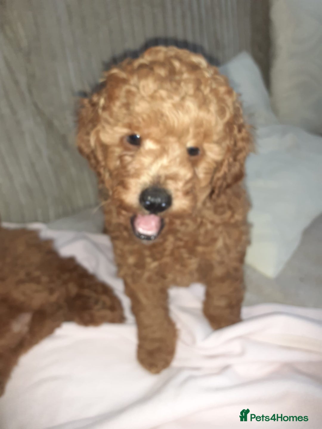 Toy Poodle dogs for sale: KC Registered gorgeous Red Toy Poodle Puppies - Image 11