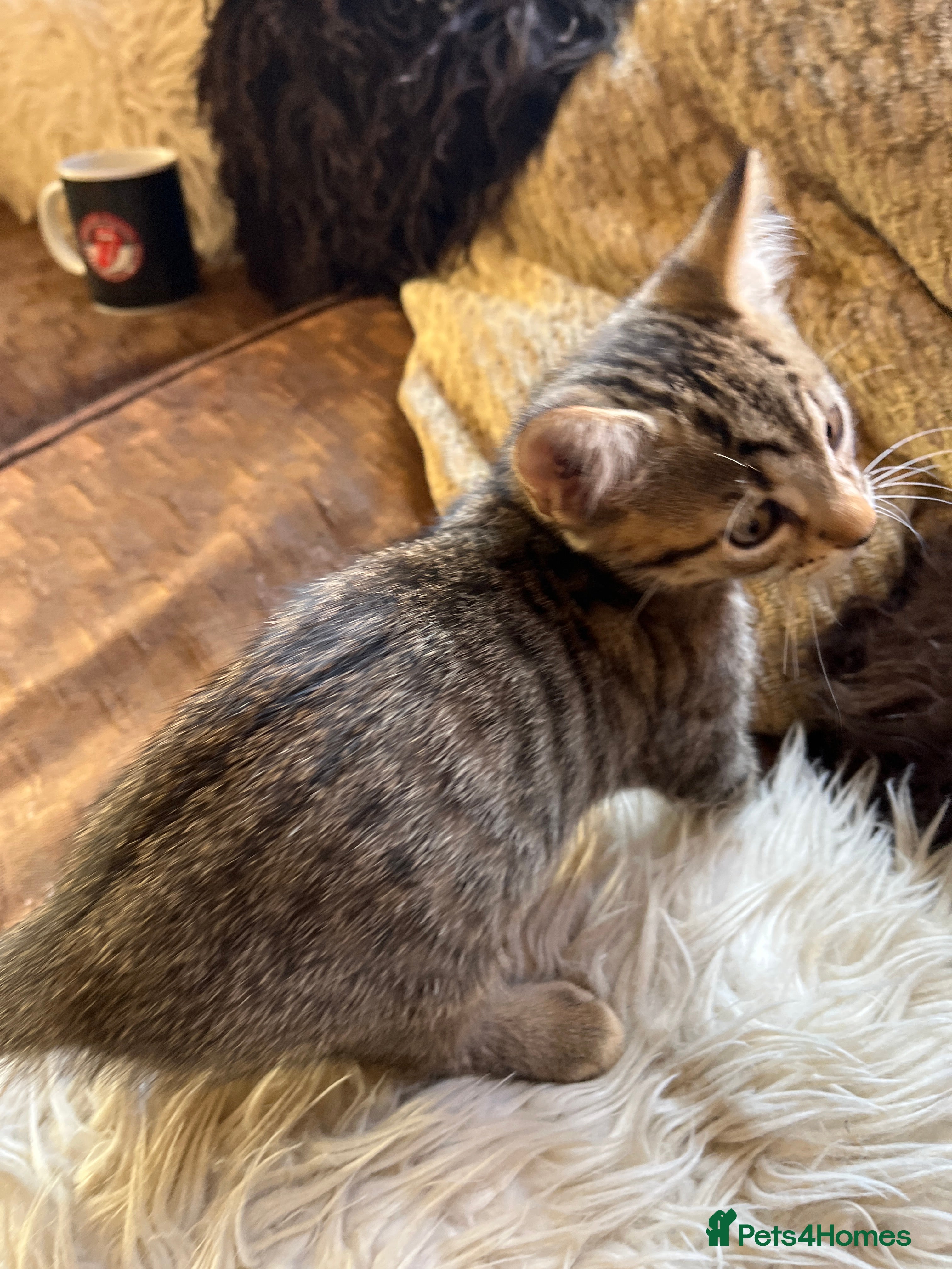 Bengal cats Bengal X Kittens With Famous Siblings!  - Advert 2
