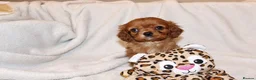 Cavalier King Charles Spaniel dogs for sale: Exceptional Cavalier King Charles Spaniel Puppies in Romsey - Advert 11