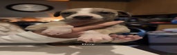 Whippet dogs for sale: Four beautiful whippet puppies - Advert 1