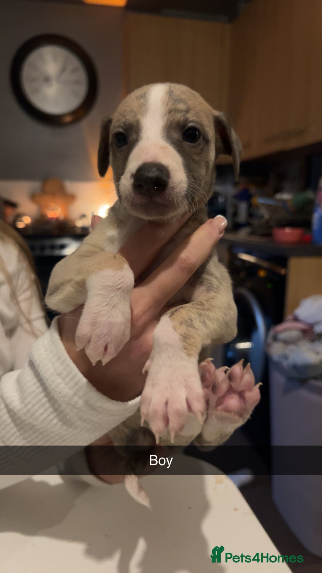 Whippet dogs for sale: Four beautiful whippet puppies - Advert 1