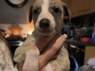 Whippet dogs Four beautiful whippet puppies - Advert 3