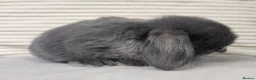 Mini Lop rabbits for sale: Mini lops ready from the 7th of August  - Advert 2