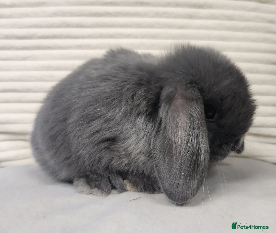 Mini Lop rabbits for sale: Mini lops ready from the 7th of August  - Advert 2