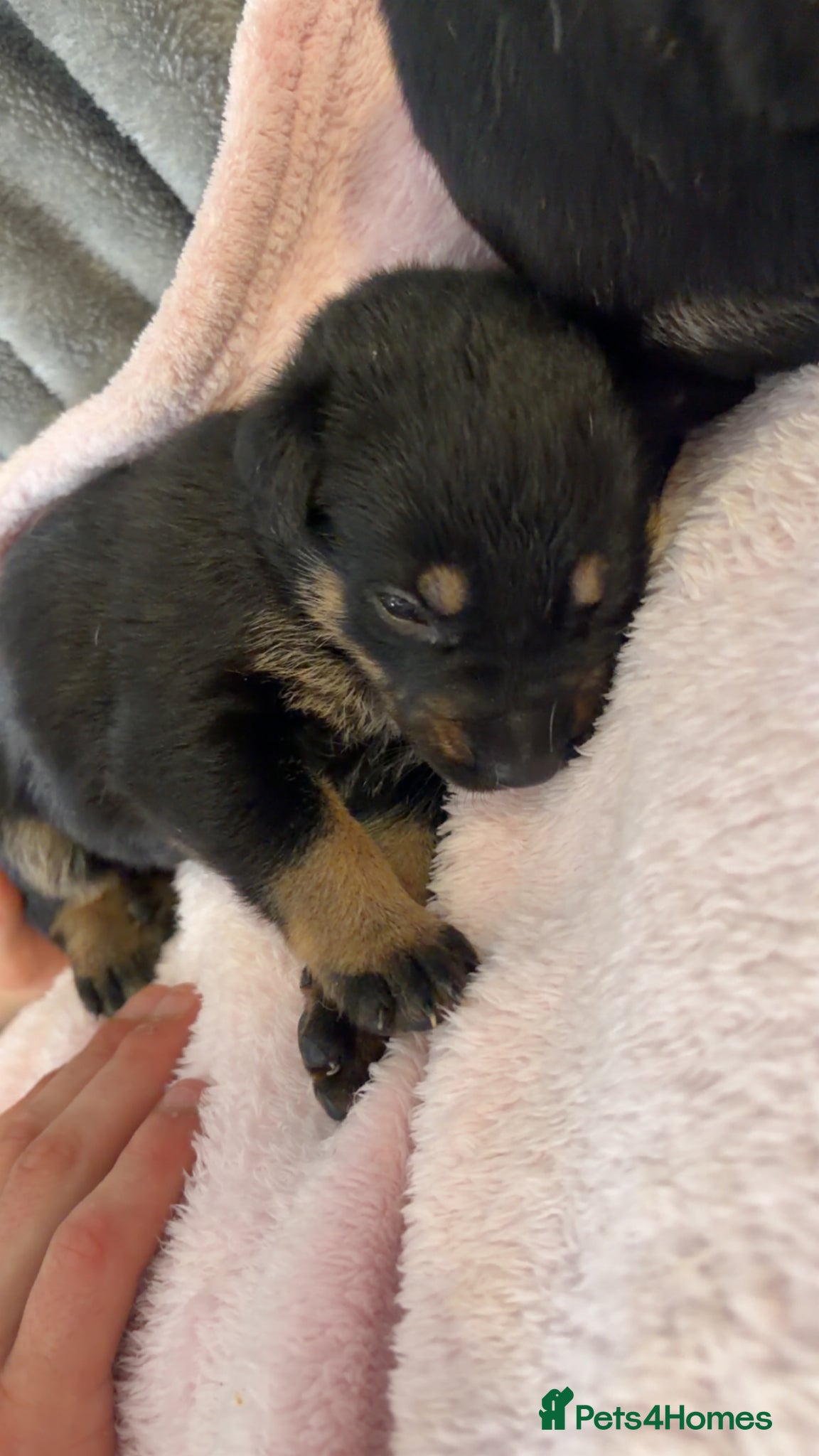 Mixed Breed dogs for sale: Belgian Mali x German shepherd  - Advert 20