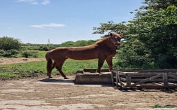 American Quarter horses for sale: 2021 Quarter Horse Mare for Sale - Image 7