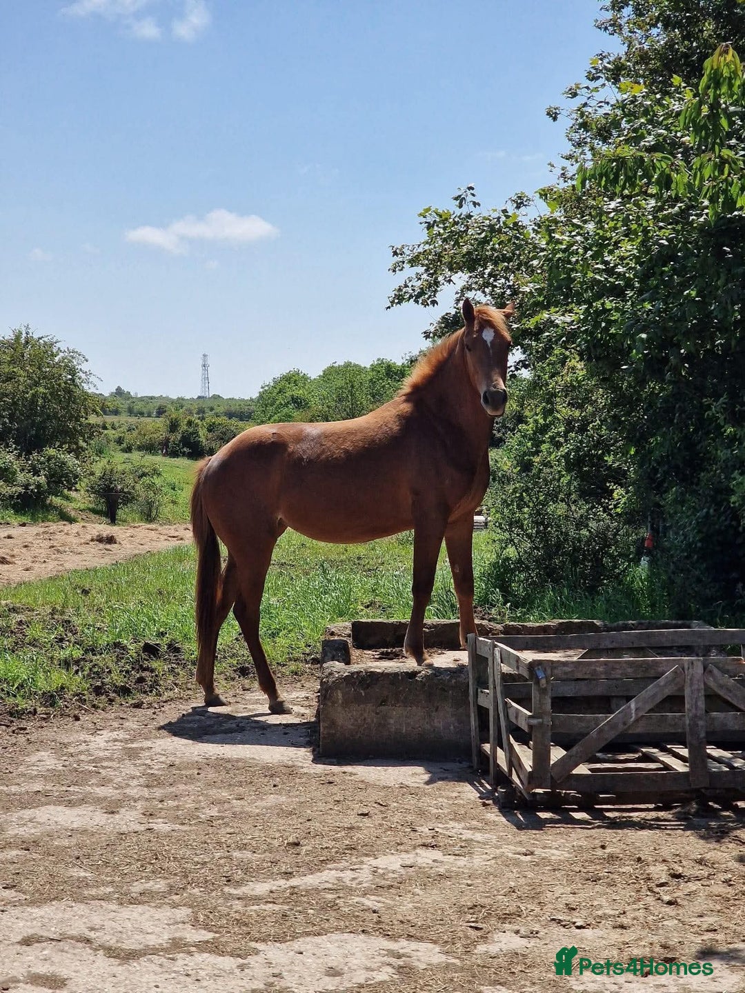 American Quarter horses for sale: 2021 Quarter Horse Mare for Sale - Image 7