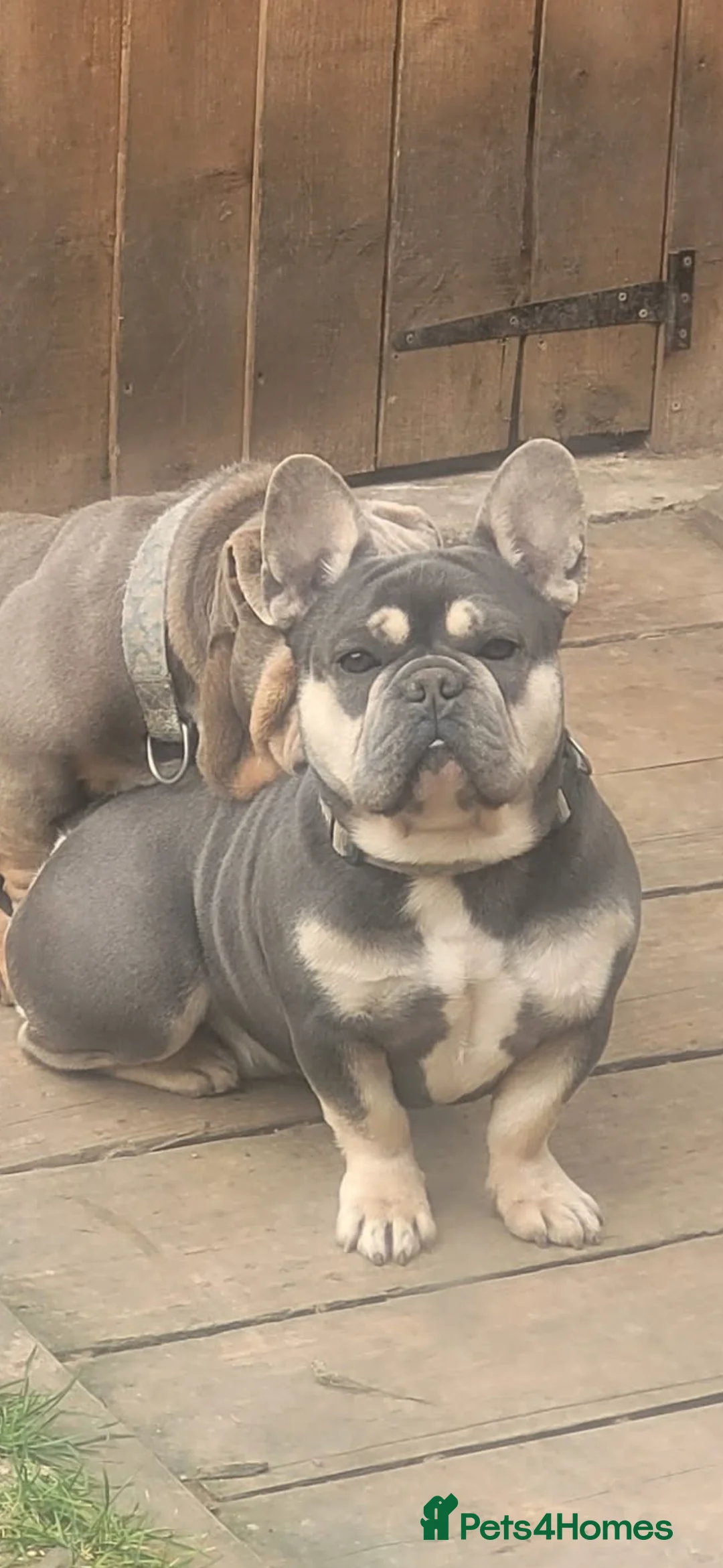 French Bulldog dogs for sale: KC REGISTERED FRENCH BULLDOG 🐶 - Advert 3