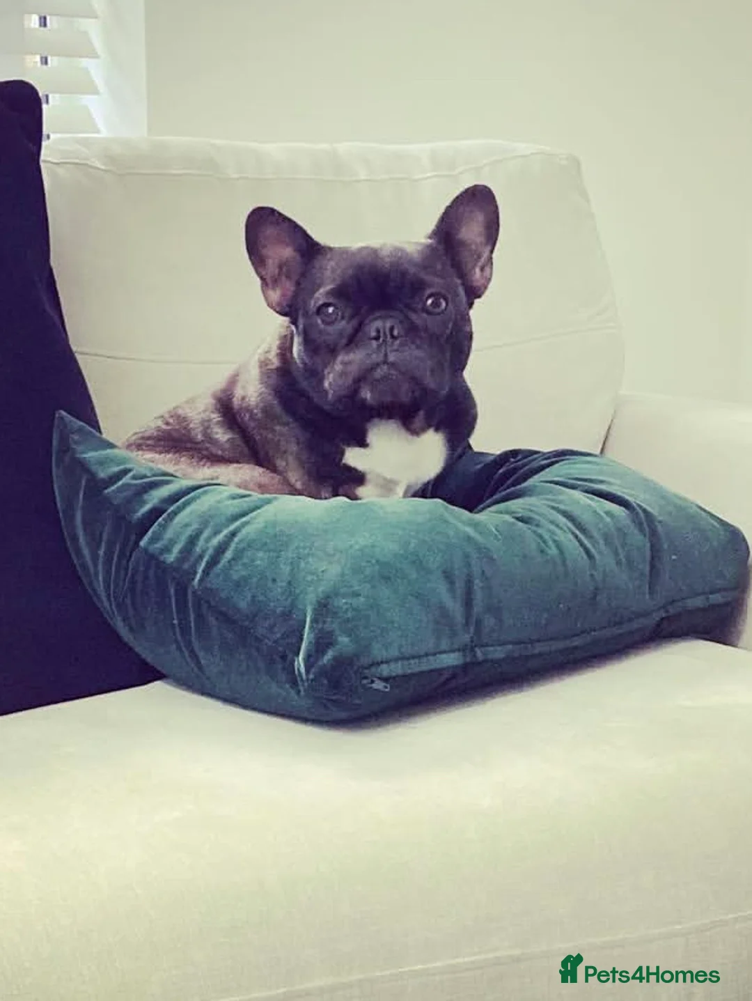 Mixed Breed dogs for sale: Miniature dachshund & French bulldog for rehoming  - Advert 2