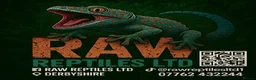 Frog reptiles for sale: Baby PAC Man frogs - Advert 9