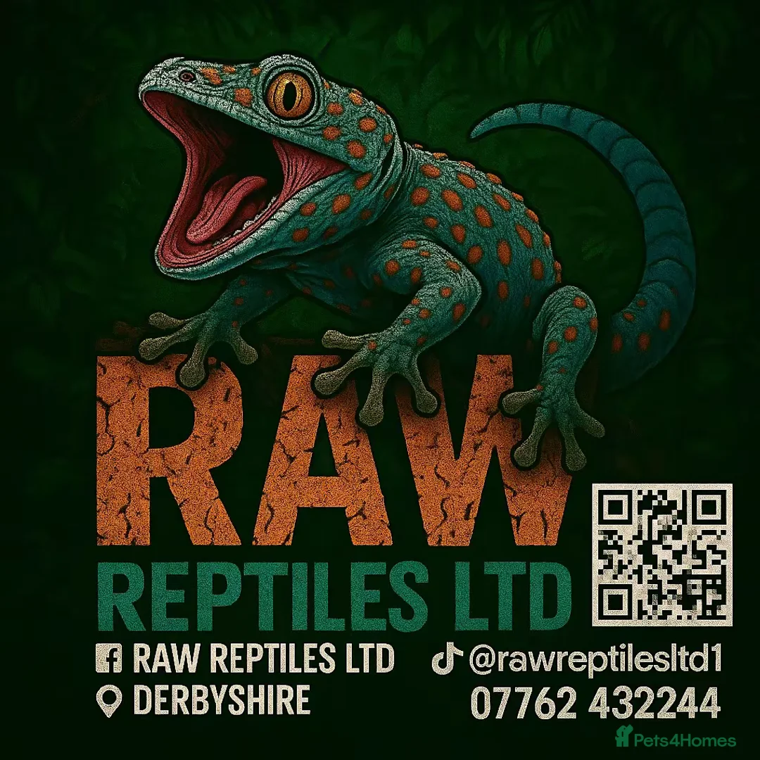 Frog reptiles for sale: Baby PAC Man frogs - Advert 9