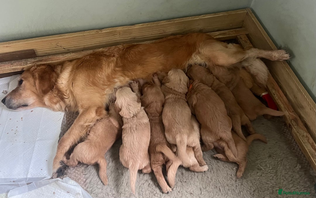 Golden Retriever dogs for sale: Gorgeous Working Type Golden Retriever Puppies  - Image 9