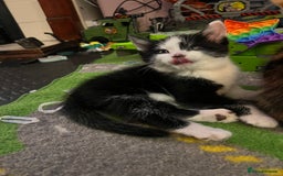 Maine Coon cats for sale: Kittens for sale  - Image 18