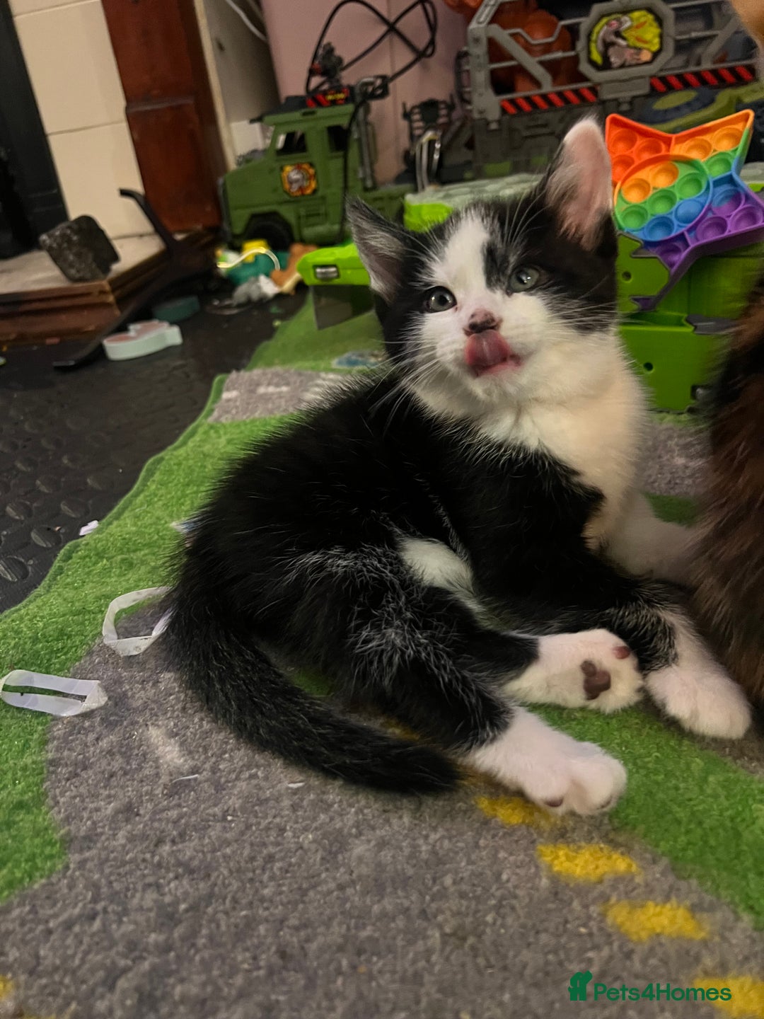 Maine Coon cats for sale: Kittens for sale  - Image 18