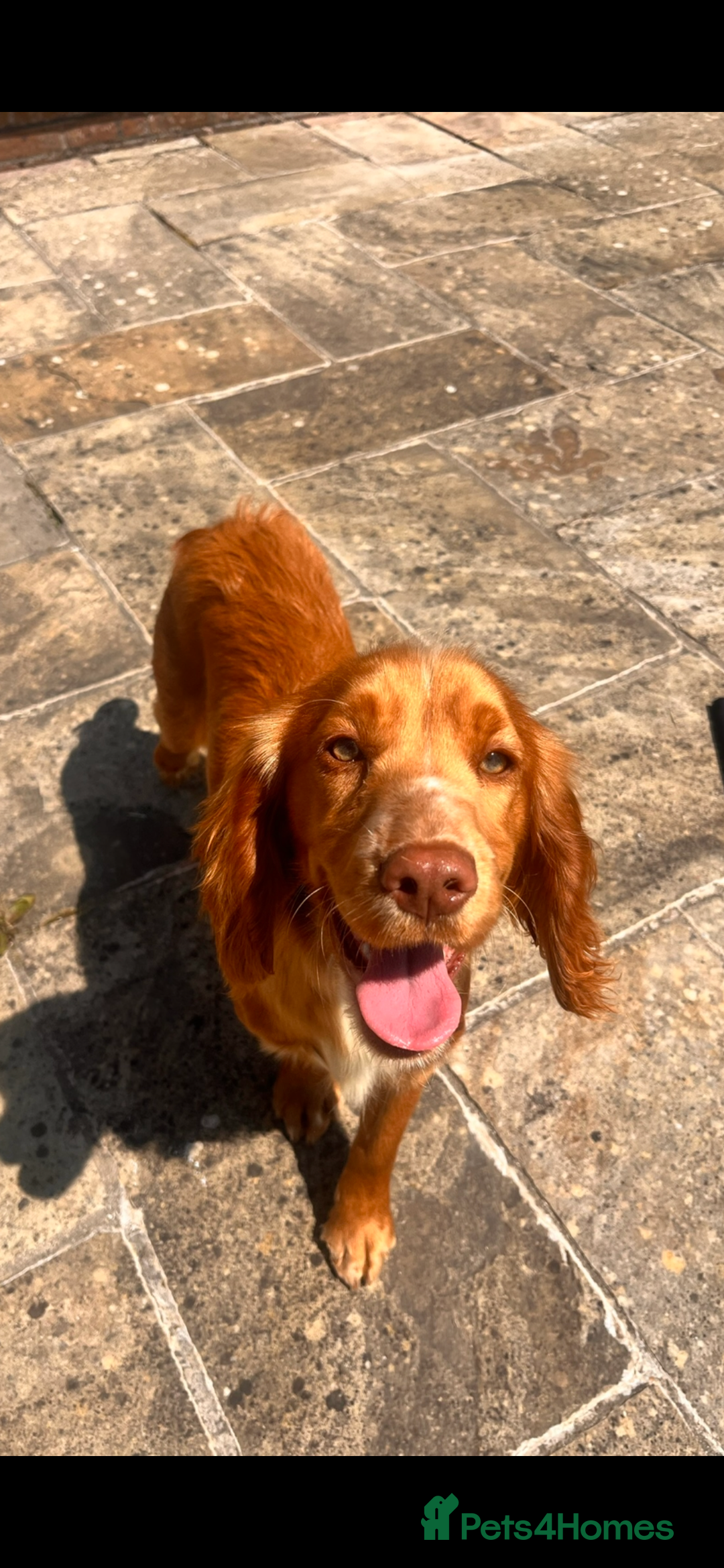 Cocker Spaniel dogs for sale: 8 month old KC working cocker spaniel  - Image 5