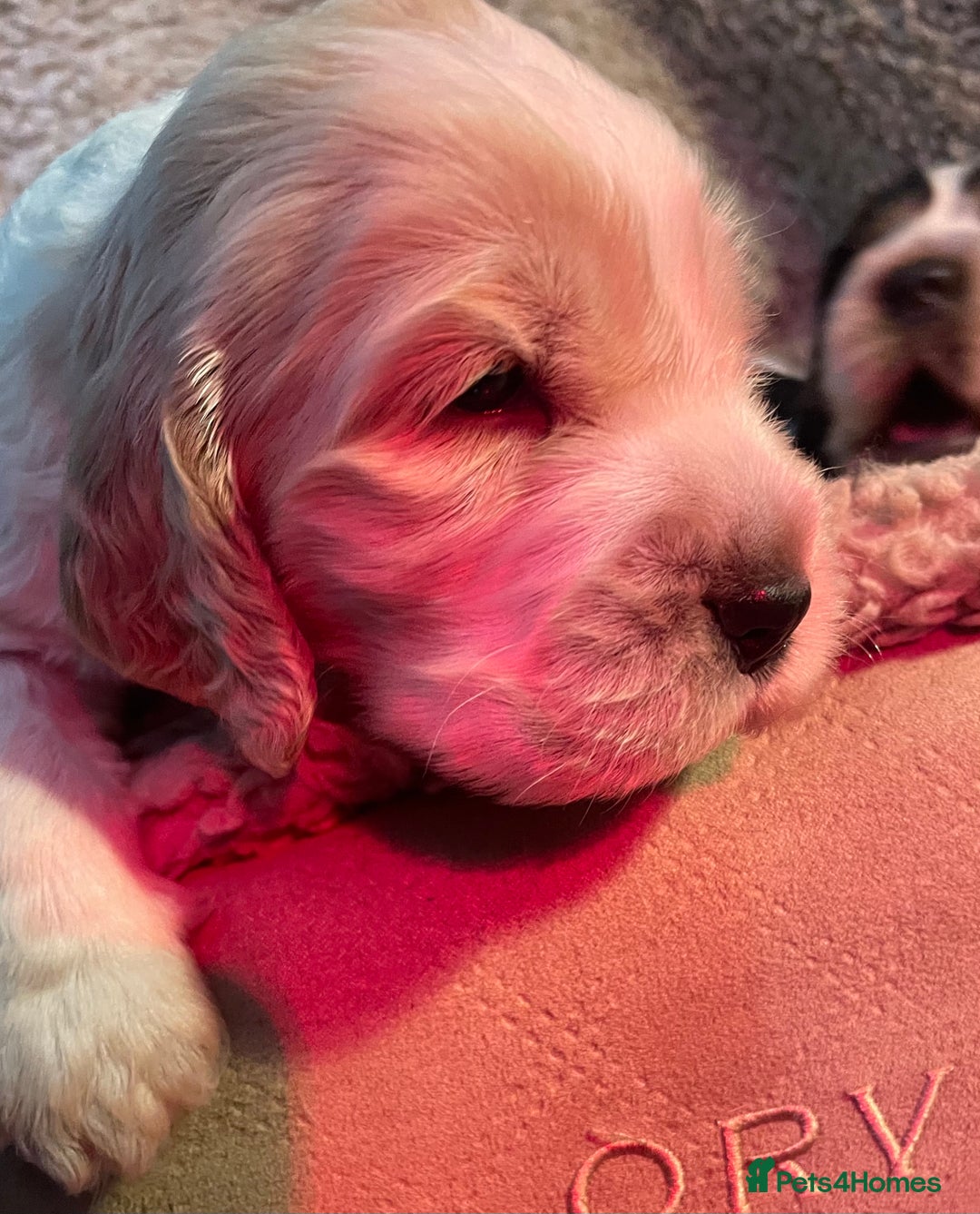 Cocker Spaniel dogs for sale: Cocker Spaniel - Show type - the calm type - Image 12