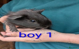 Guinea Pig rodents for sale: Little boy piggies - Image 2