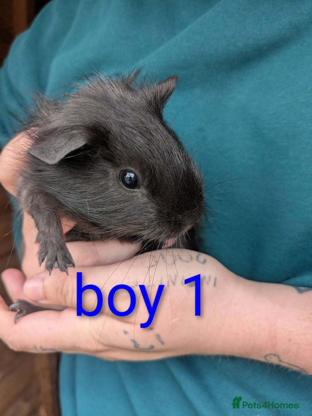 Guinea Pig rodents for sale: Little boy piggies - Image 2