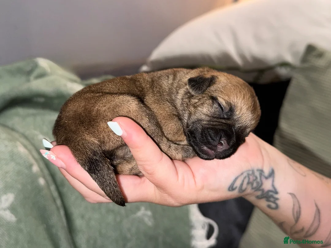 Mixed Breed dogs for sale: F1 Floodle puppies  in Letchworth Garden City - Advert 2