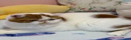 Exotic cats for sale: Beautiful exotic boy - Advert 1