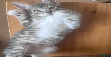Mixed Breed cats - Advert 2