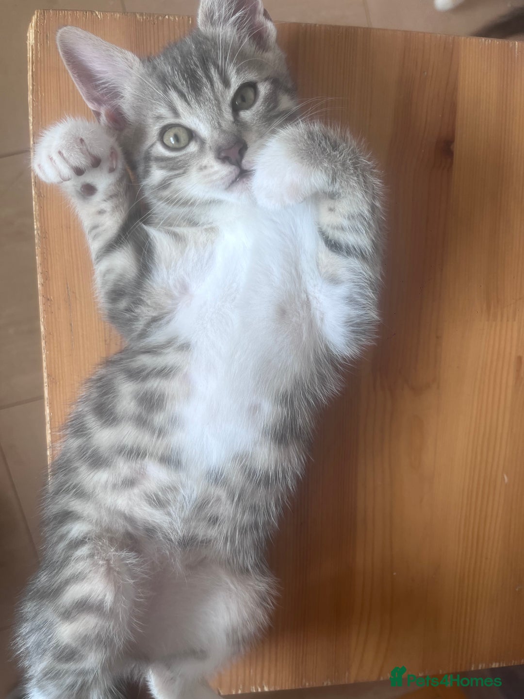 Mixed Breed cats for sale: Beautifully unique kittens - Image 3