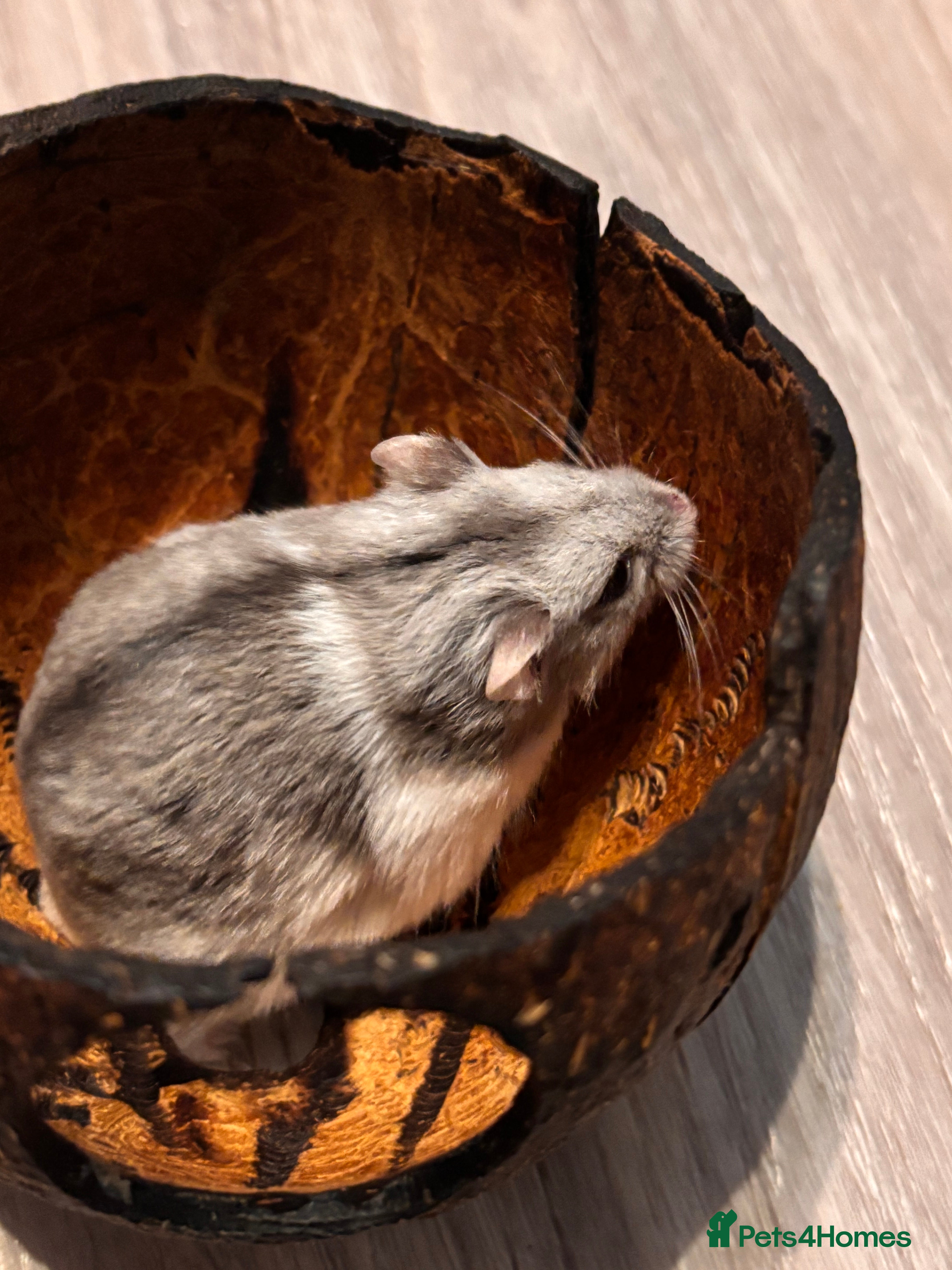 Hamster rodents Supertamed Russian white dwarf Baby Hamsters - Advert 13