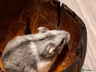 Hamster rodents Supertamed Russian white dwarf Baby Hamsters - Advert 13