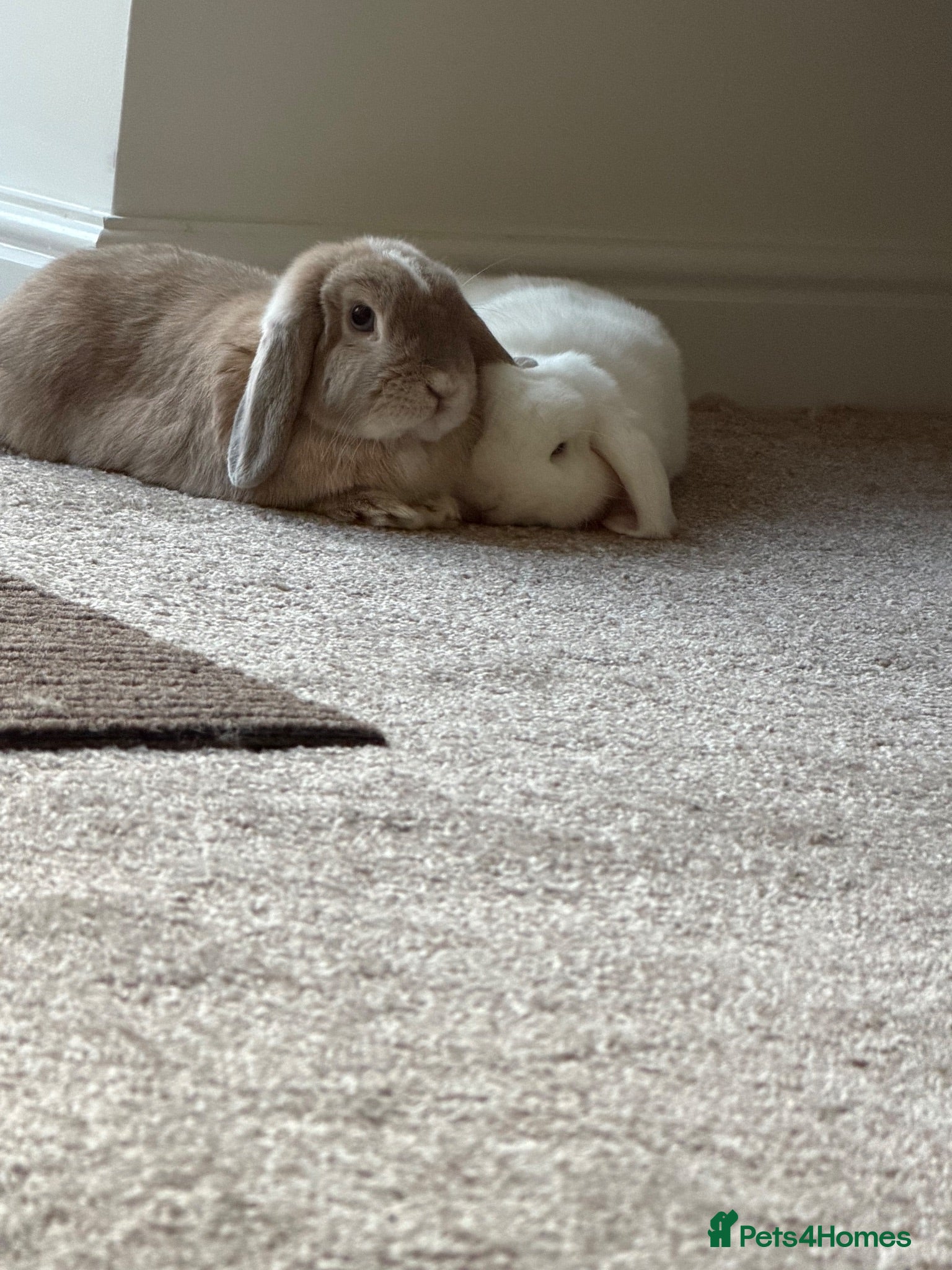 Mini Lop rabbits Bonded mini lop rabbits  - Advert 1