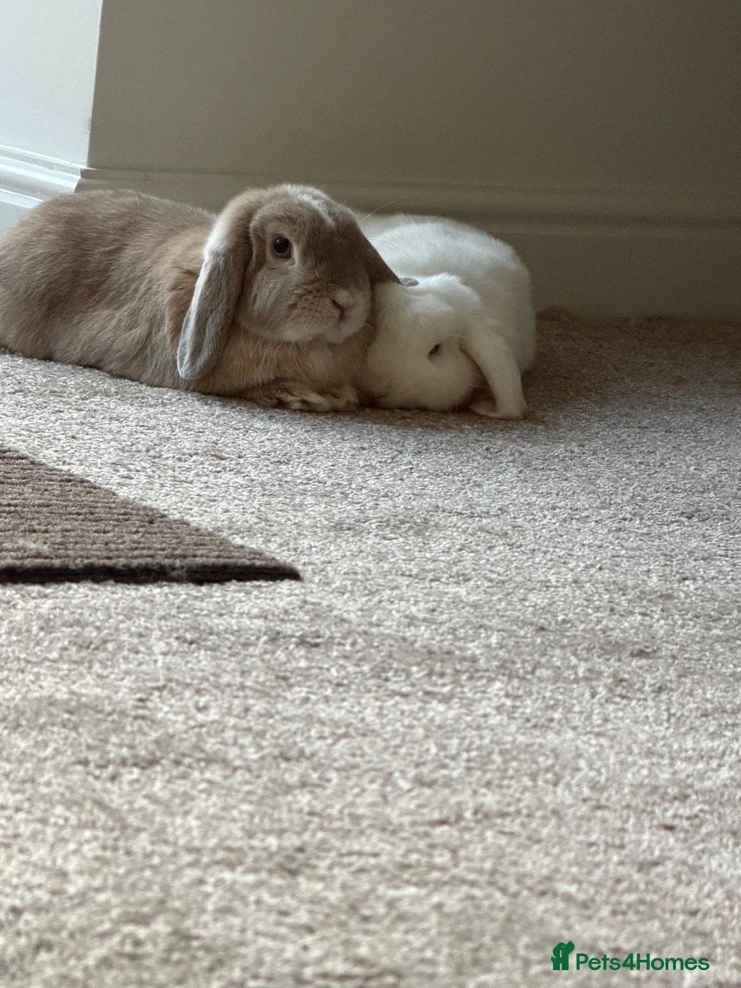Mini Lop rabbits for sale: Bonded mini lop rabbits  in Seaham - Advert 1