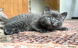 British Shorthair cats for sale: One female and one male British short hair kitten  - Image 5