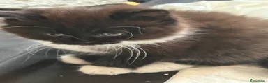 British Shorthair 2