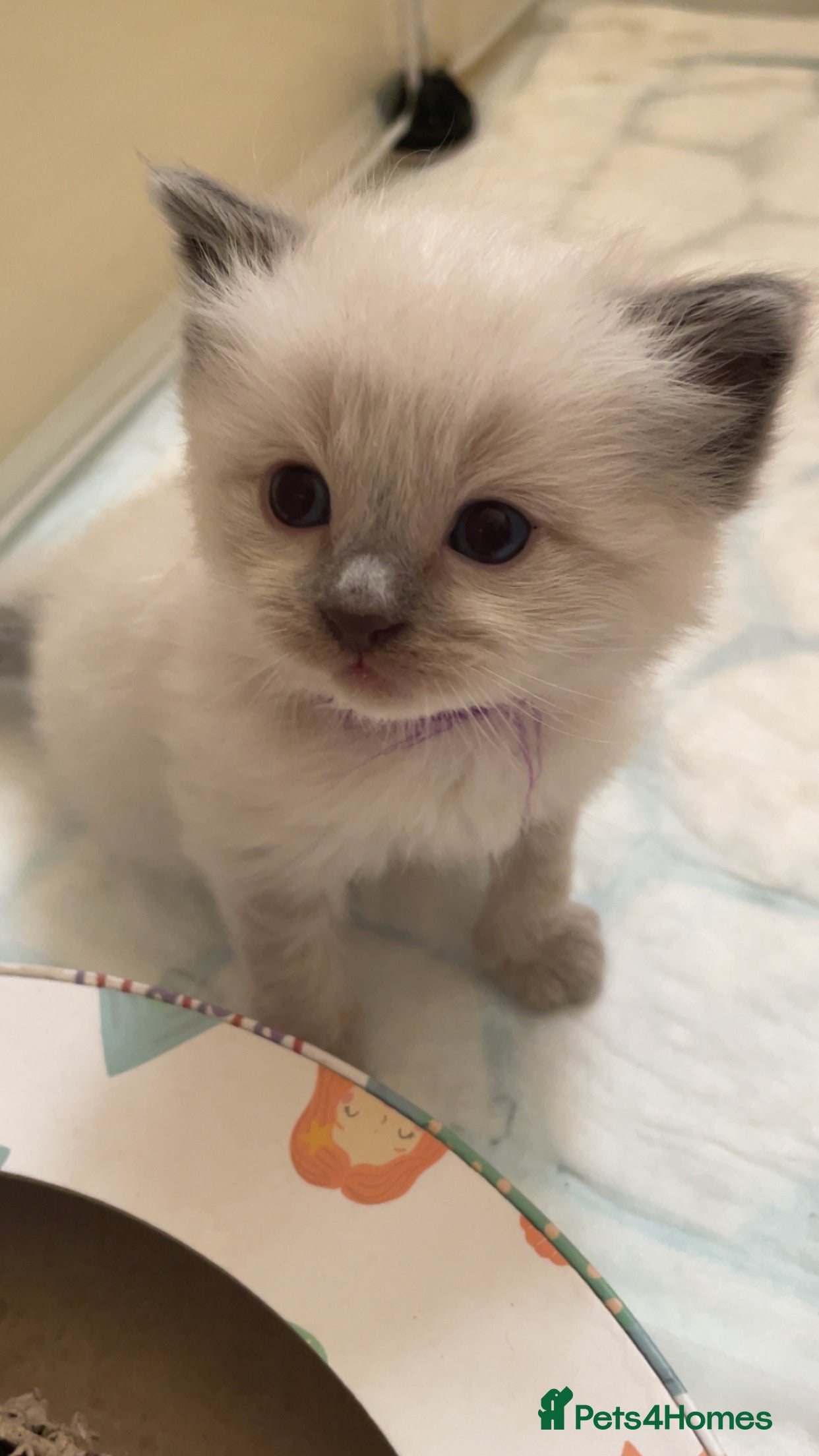 Ragdoll cats Precious Ragdoll Kittens - Advert 17